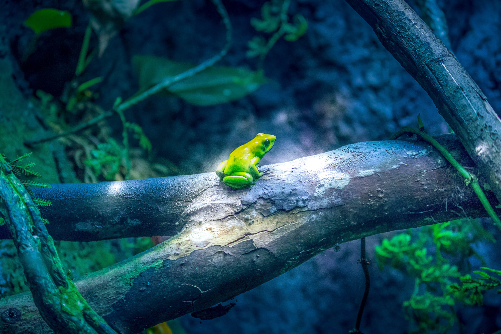A Kambo tree frog